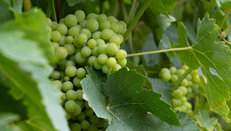 Schema Conduite Vigne Fond 2